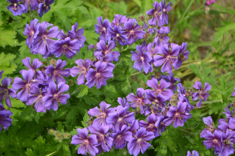 a cluster of cranesbill, also known as Johnson's Blue geraniums