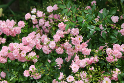 groundcover roses grow in shrubs close to the ground