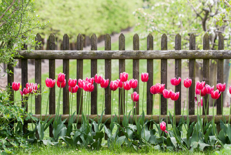 a row of tulips growing in front of a simple wooden fence