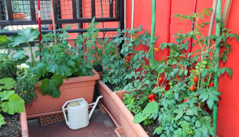How to Grow Tomatoes in Your Garden 6 tomatoes are great crops to grow in containers