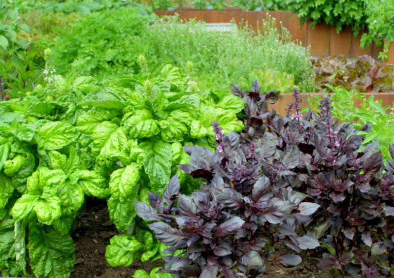 several varieties of basil growing in a flower bed herb garden
