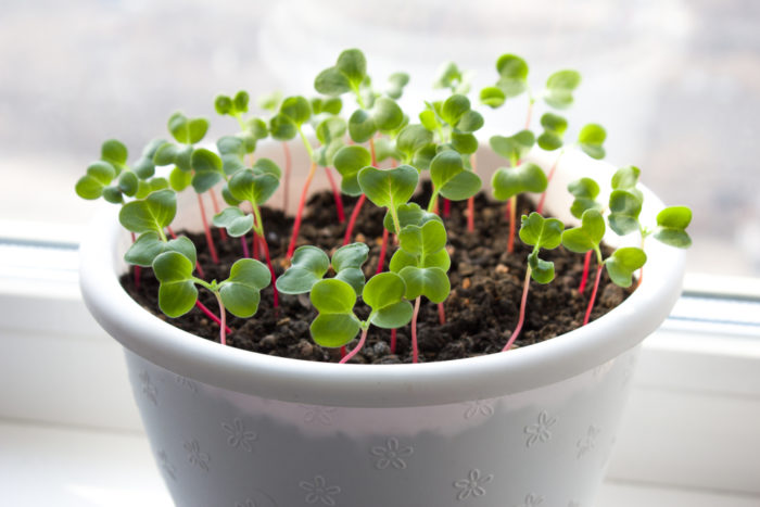 radish seedlings with green leaves and red stems, protruding through the soil in a pot