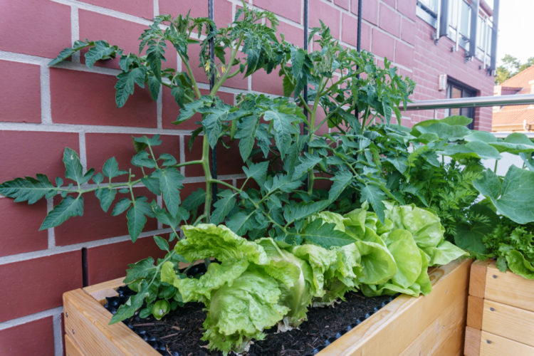 tomatoes and lettuce in a raised planter