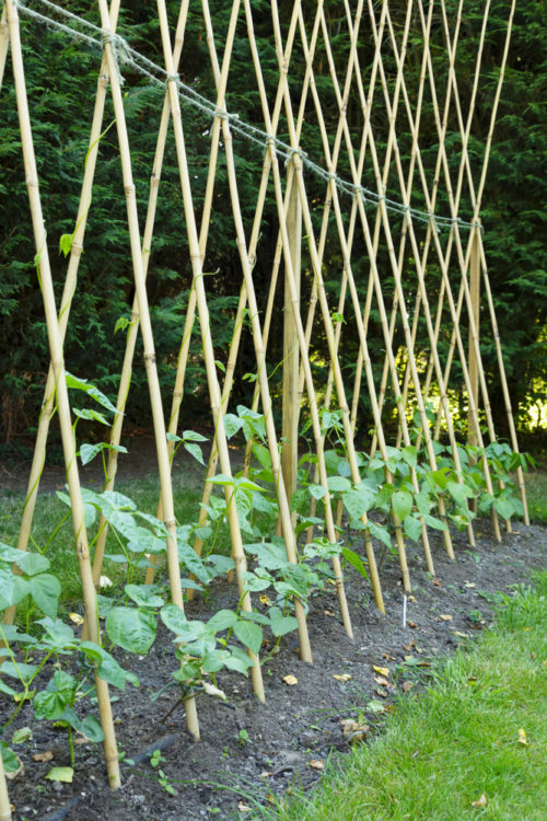 runner beans growing up cane supports
