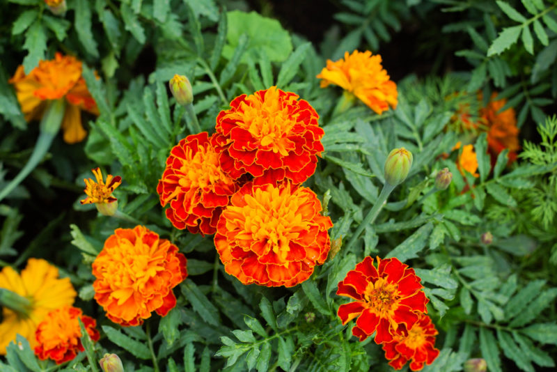 which plants repel mosquitoes? Marigolds blooming in a flower bed