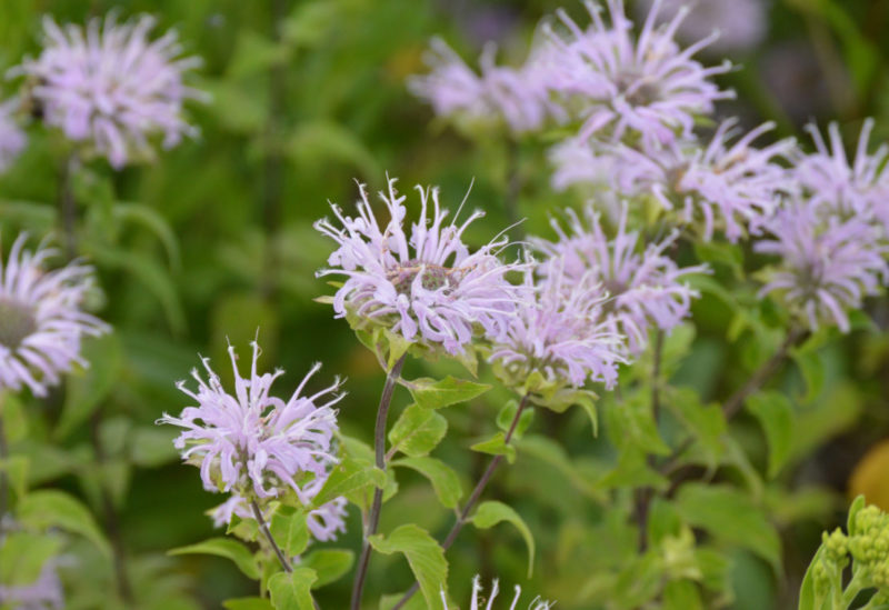 which plants repel mosquitoes: a close-up of bergamot flowers
