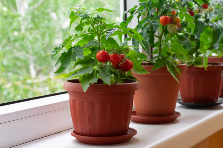 how to grow tomatoes in pots on a windowsill
