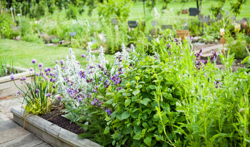 a herb garden with catnip and other vegetation