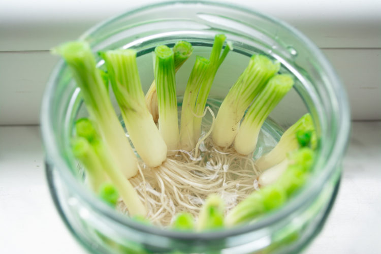 a jar of spring onion heads sitting in water