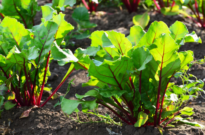 beetroot plants sprouting in a garden