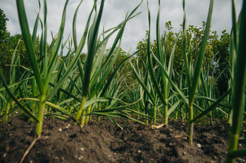 rows of neatly planted garlic for a kitchen garden