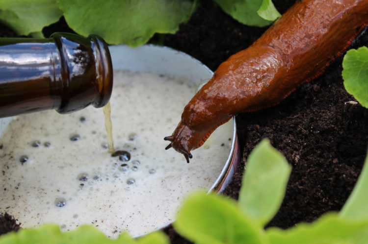7 Natural Ways To Keep Snails Out Of Your Garden 7 ways to keep snails off of your garden include beer traps