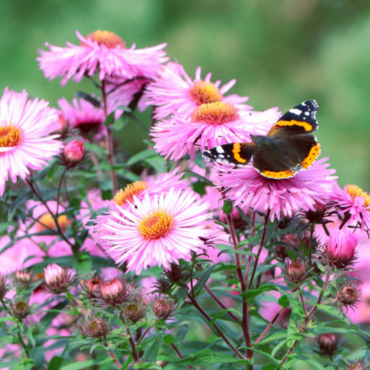 asters are great plants for attracting butterflies