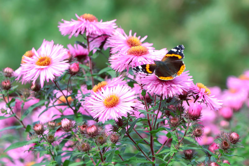 asters are great plants for attracting butterflies