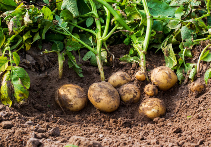 clusters of muddy potatoes, pulled straight from the ground