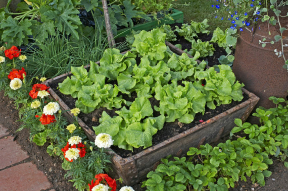 a container of lettuce plants in a garden