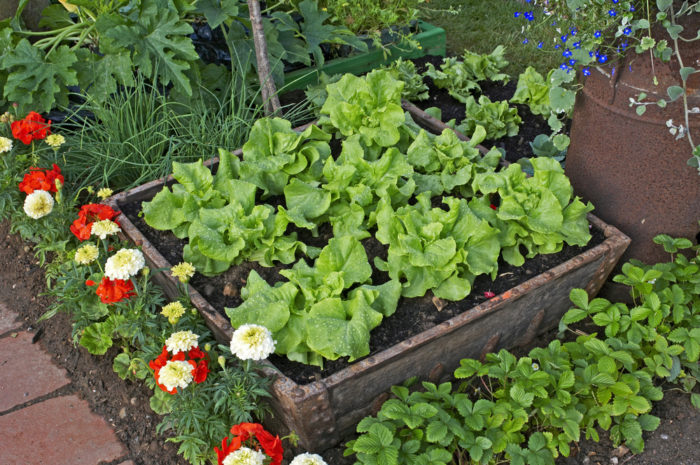 a container of lettuce plants in a garden