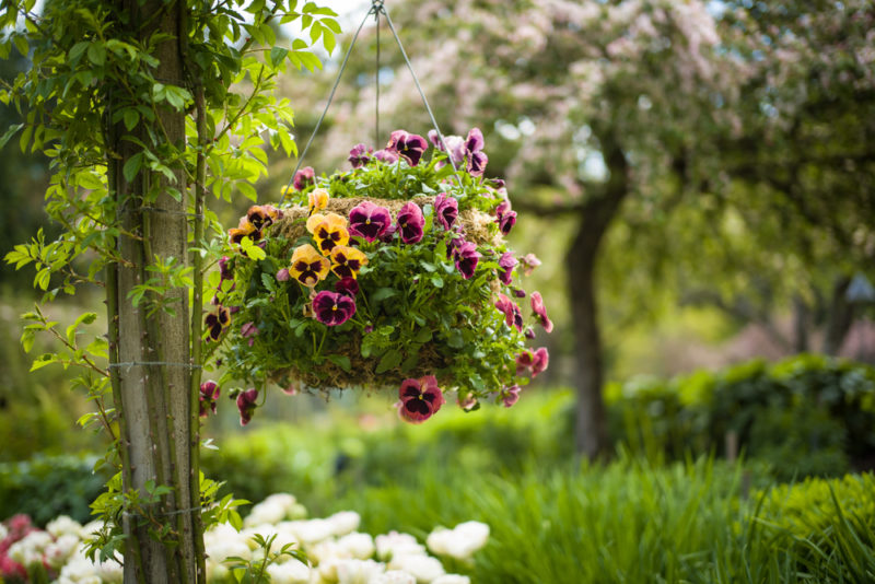a hanging basket filled with pansies