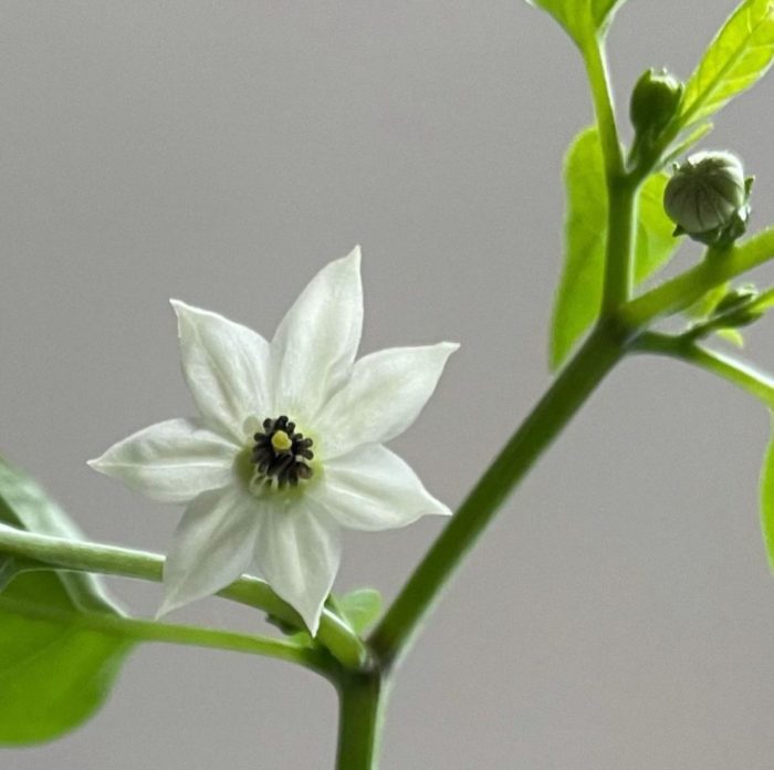 a cliose up of a delicate white chilli plant flower