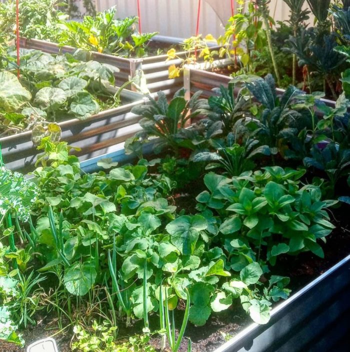 raised container beds made from corrugated metal, with a variety of companion plants growing inside