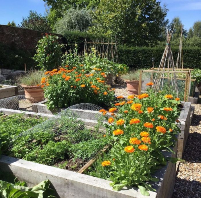 vegetable garden ideas with marigolds and other companion plants growing together