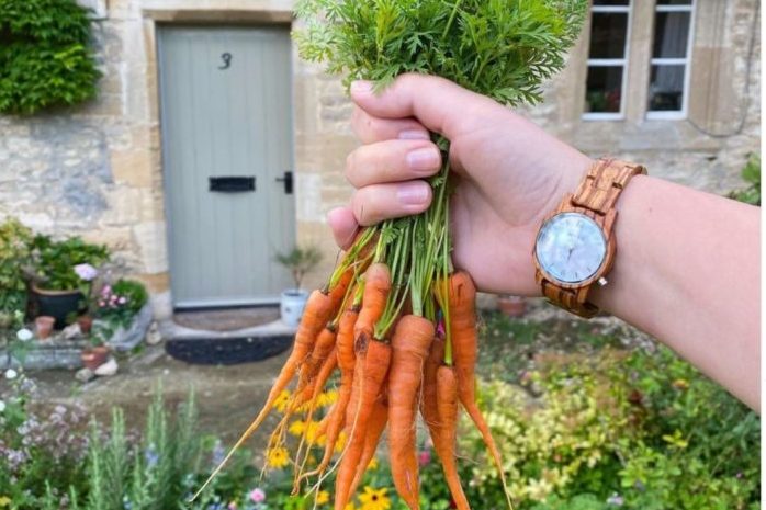 close-up of a hand clutching a bunch of carrots