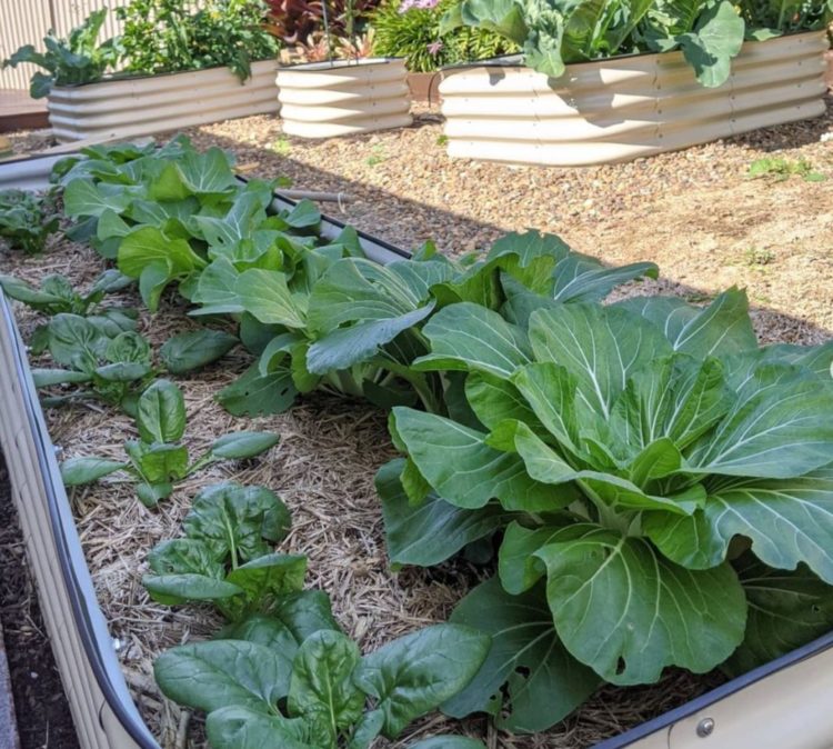 spinach and pak choi are both vegetables that grow in shade