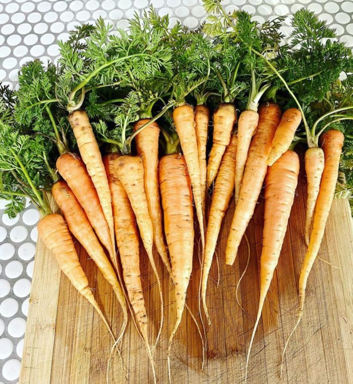 a huge bunch of homegrown carrots