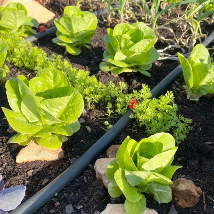 How to Improve Your Garden Soil in 6 Steps 7 a close-up of a kitchen garden vegetable patch with cabbage and herbs growing closely together