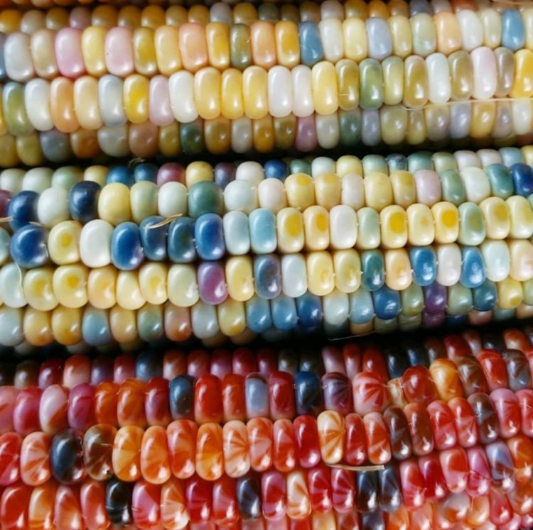 close-up of Glass Gem Corn with multi-coloured kernels