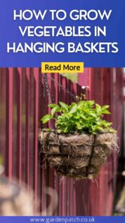 HOW TO GROW VEGETABLES IN HANGING BASKETS-min