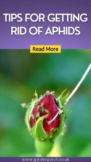 Save this pin for later