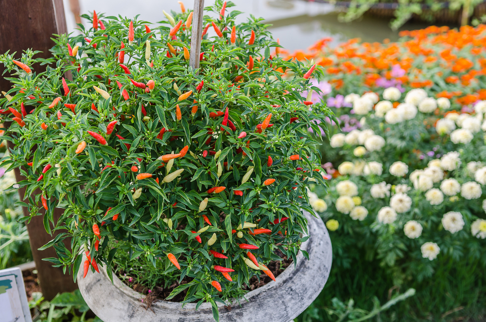 a guide to show you how to grow chilli peppers in your garden