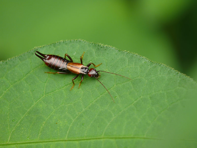 Common Garden Insects in the UK: Good and Bad Bugs 5 earwigs are both good and bad bugs for your garden