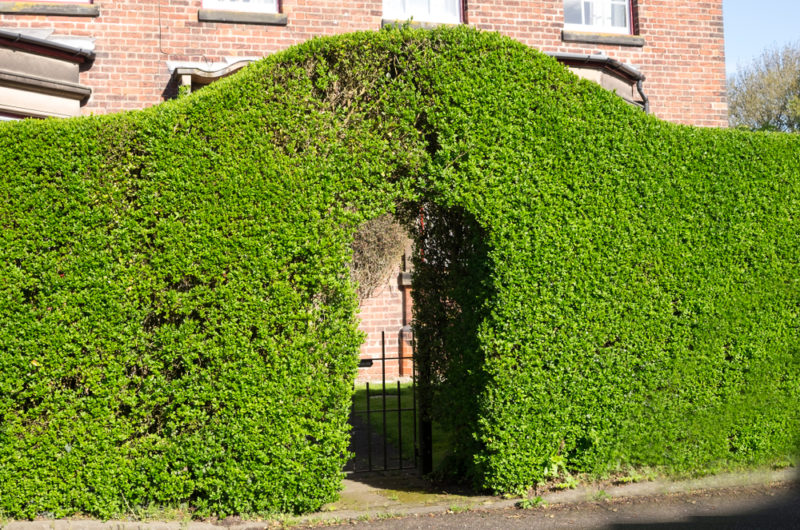 a privet hedge, shaped into an archway over a gate