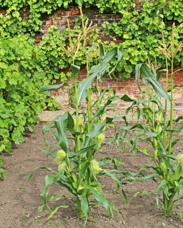 How to Grow Sweetcorn in Your Garden 4 How to Grow Sweetcorn in Your Garden 1