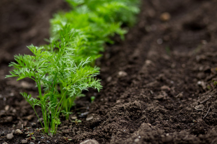 how to grow carrots in your garden outside