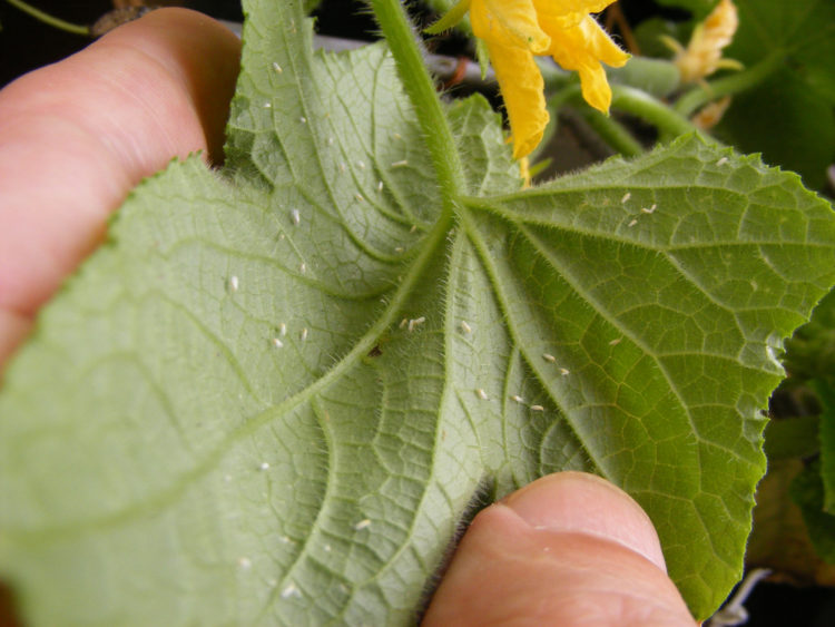 How to Grow Cucumbers in Your Garden 6 a close-up of whitefly on a cucumber leaf, a common pest for cucumber plants