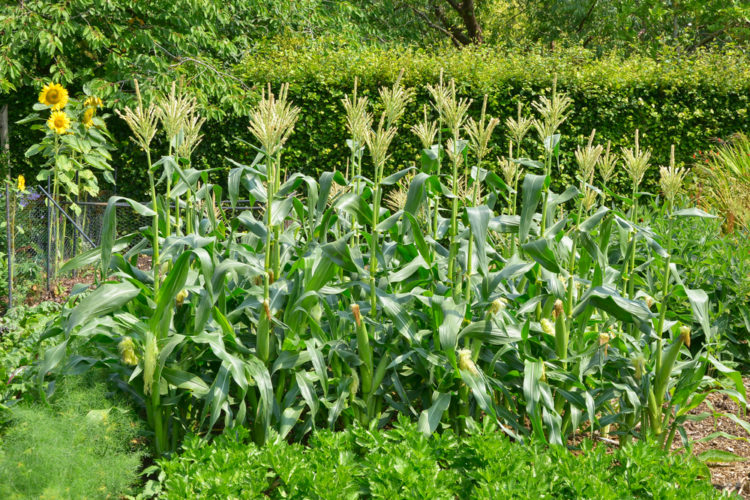 How to Grow Sweetcorn in Your Garden 6 a patch of healthy looking sweetcorn growing in a garden