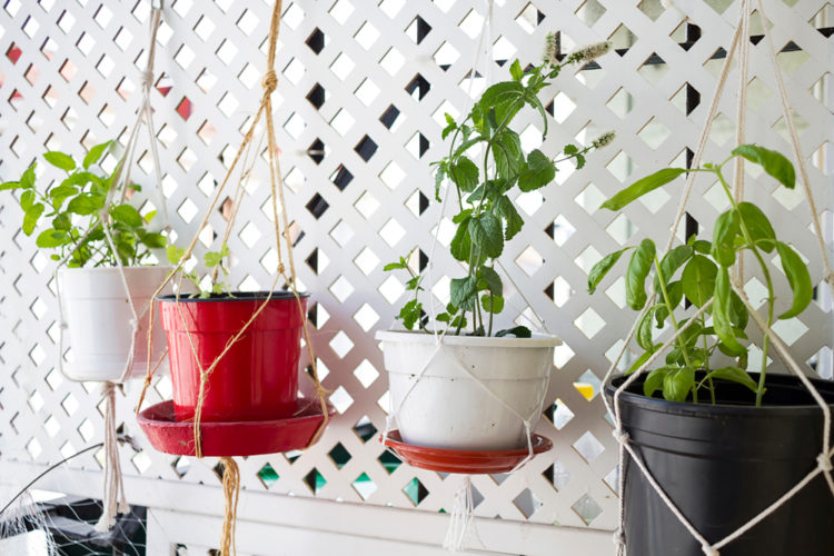 small pots hanging from a trellis with herbs and vegetables growing inside