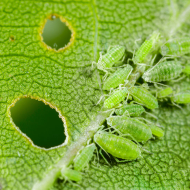 a cluster of aphids eating a leaf