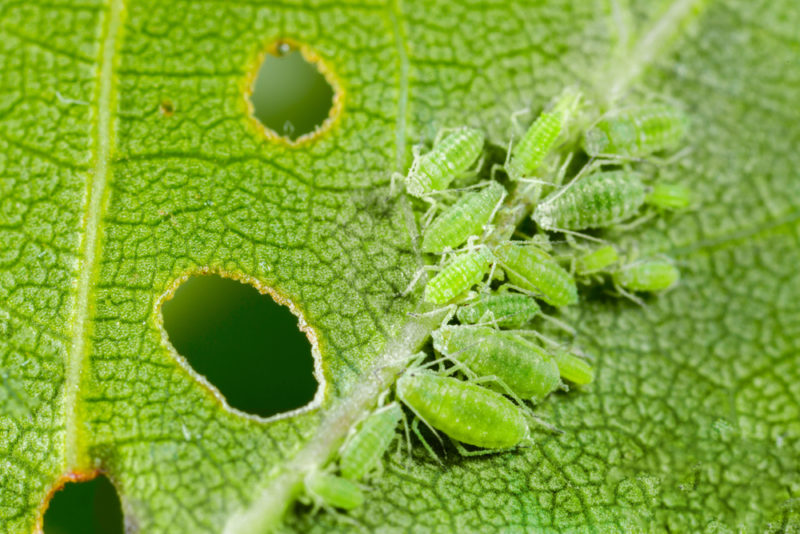 a cluster of aphids eating a leaf