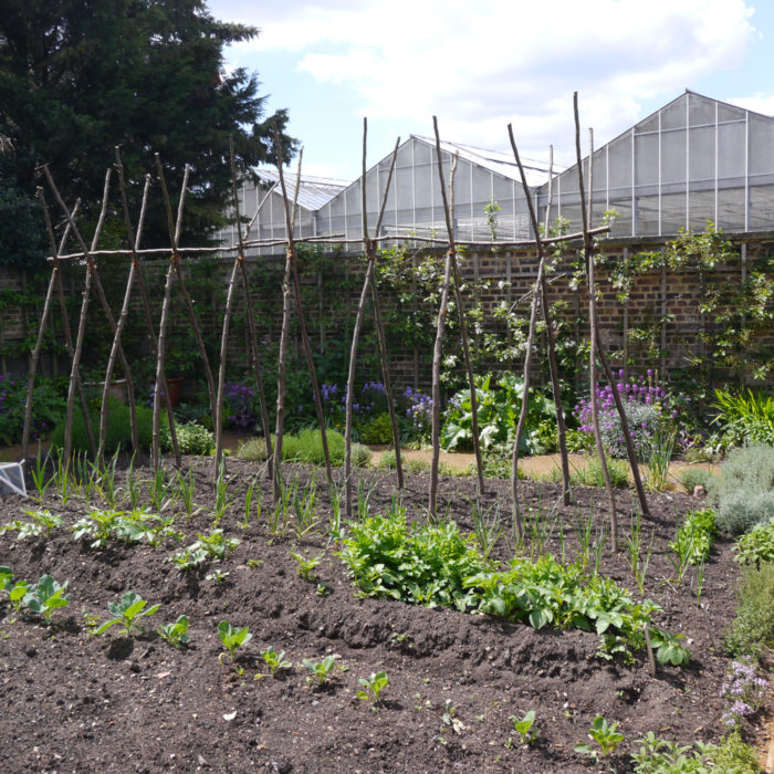learn how to grow green beans up a trellis or bamboo wigwam for the best crop yield