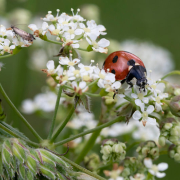 A ladybird insect on white cow parsley