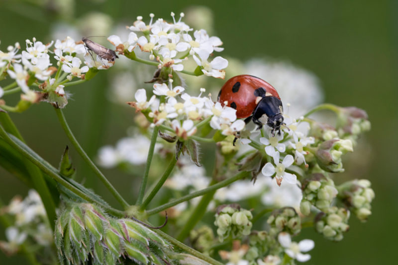 A ladybird insect on white cow parsley