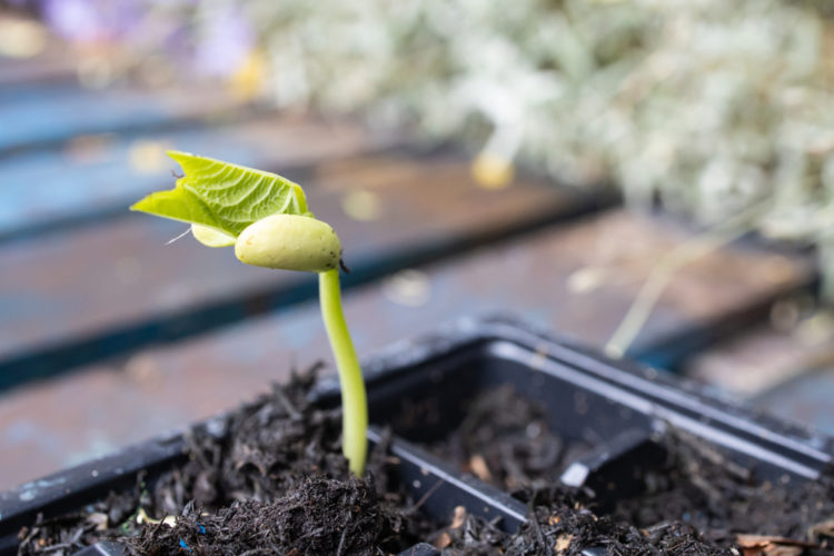 a small green bean seedling growing out of a potting tray