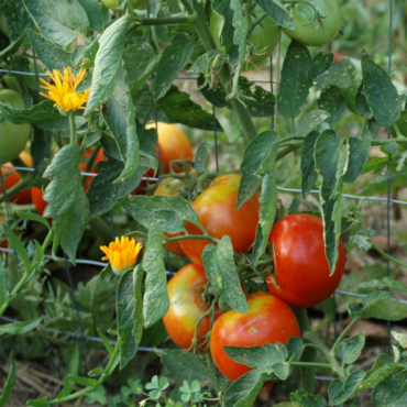 companion planting involves understanding which vegetables can be grown together, like tomatoes and French marigolds