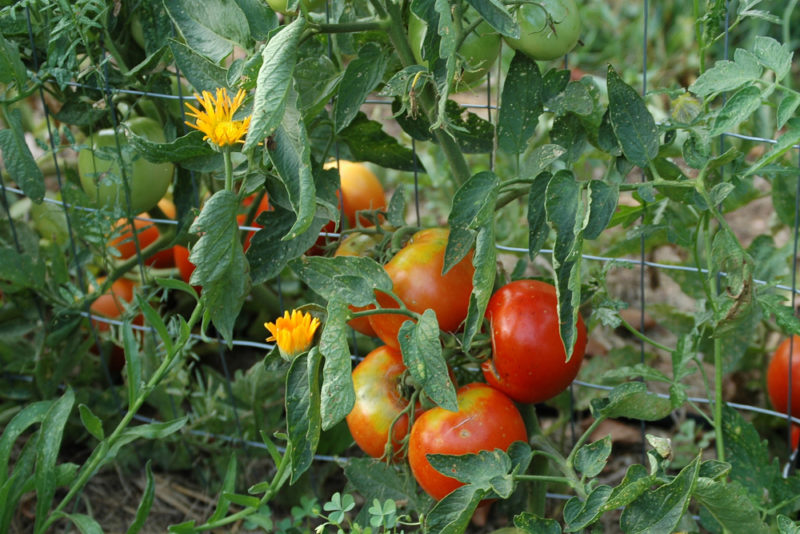 companion planting involves understanding which vegetables can be grown together, like tomatoes and French marigolds