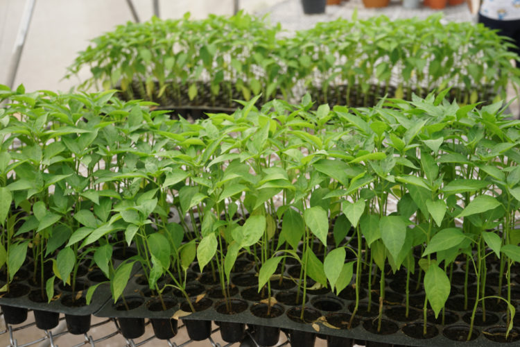 lots of small chilli pepper seedlings growing in potting trays
