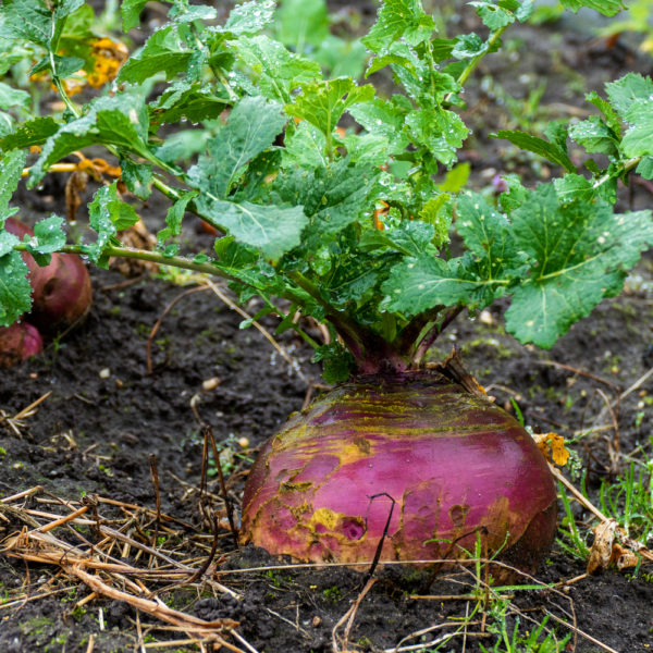 21 Shade Loving Vegetables That Grow Well in UK Gardens 5 a close up of a swede poking out the top of the soil